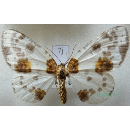 Abraxas sylvata (Scopoli, 1763) Plamiec leśniak Czech7j